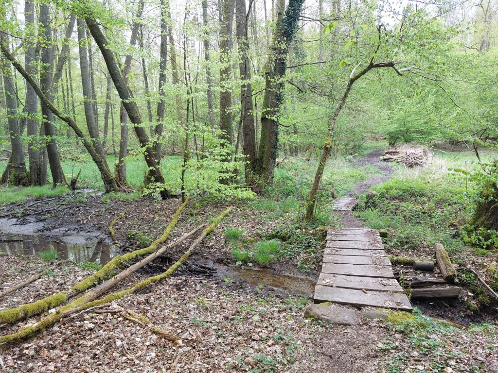 Typische Szenerie in den Nordvogesen am GR53, Wald